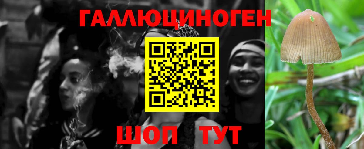 Ачхой-Мартан  Псилоцибиновые грибы GOLDEN TEACHER  Вход с VPN 